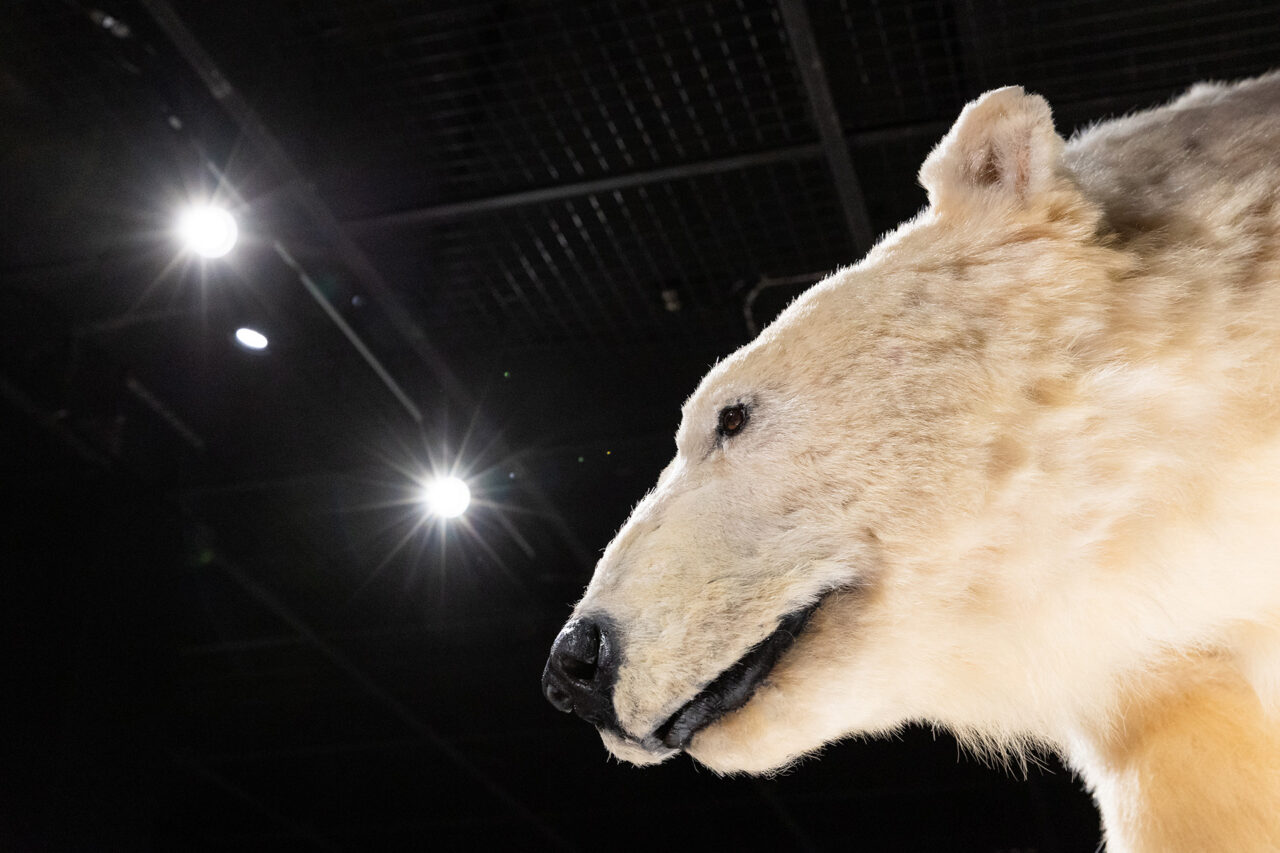 Close-up of a stuffed polar bear. Photo: Marko Junttila