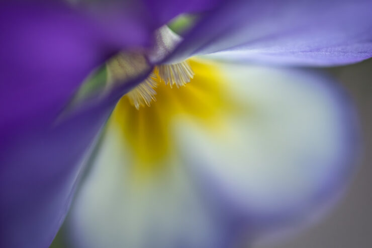Violet flower