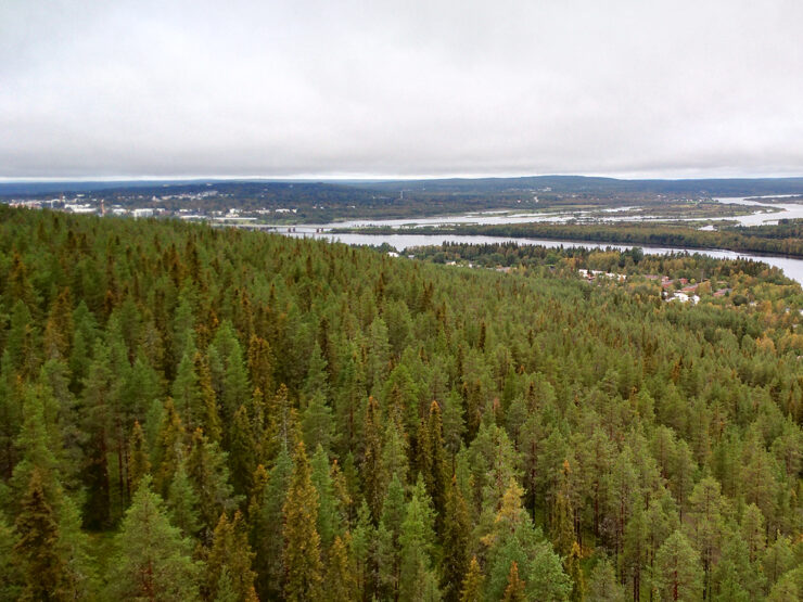 Metsäinen maisema kohti Rovaniemen keskustaa Ounasvaaran laelta.