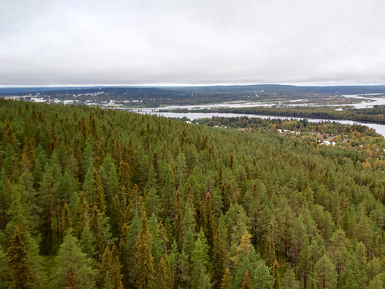 Metsäinen maisema kohti Rovaniemen keskustaa Ounasvaaran laelta.