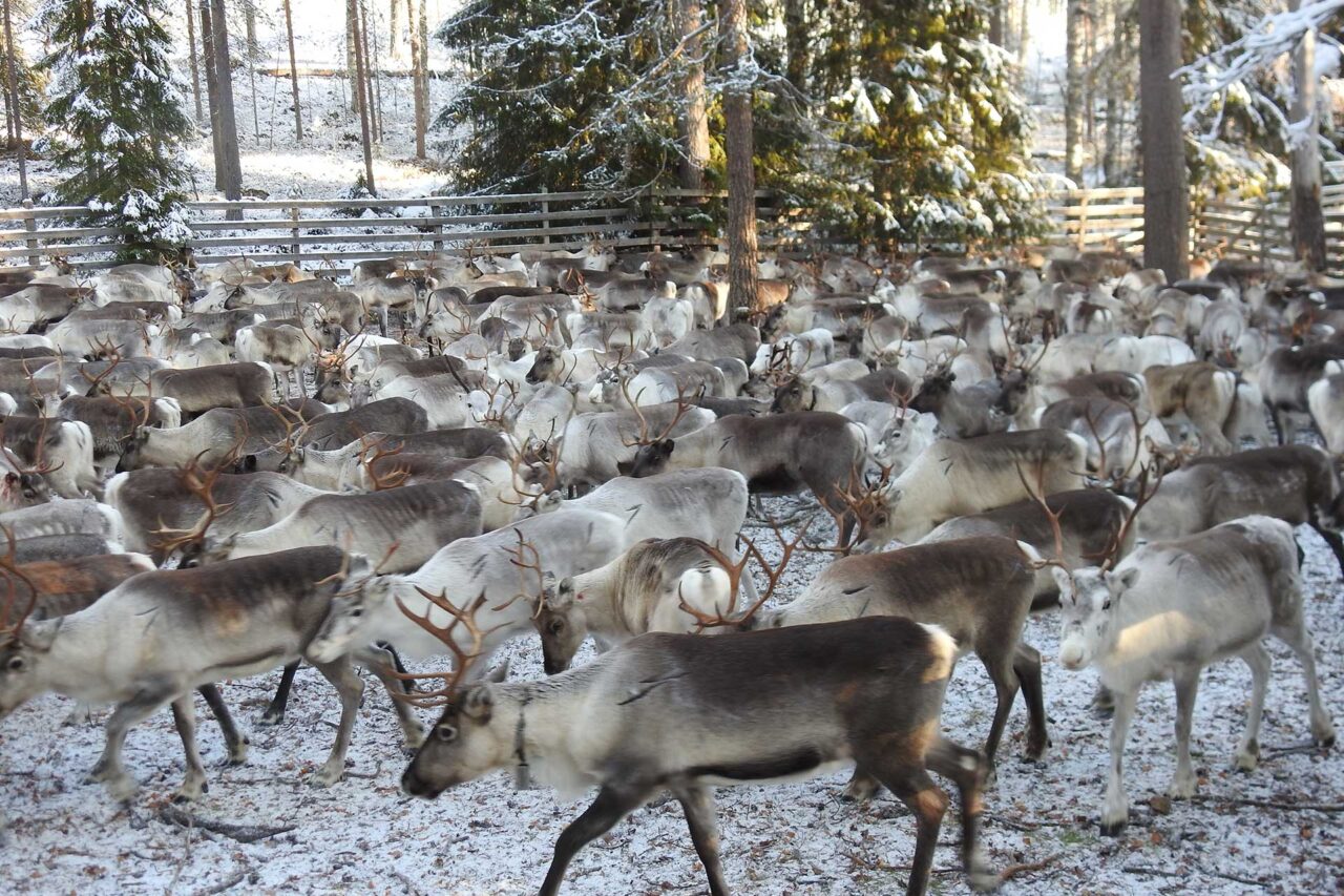 Poroja talvimaisemassa.